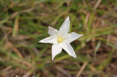 Zephyranthes chlorosolen, photographed by Michelle W. （鍾偉瑋）