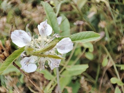 Nigella arvensis, photographed by xulescu_g