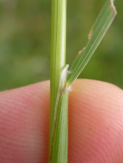 Calamagrostis rubescens, photographed by Matt Lavin