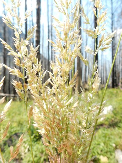 Calamagrostis rubescens, photographed by Matt Lavin