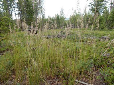 Calamagrostis rubescens, photographed by Matt Lavin