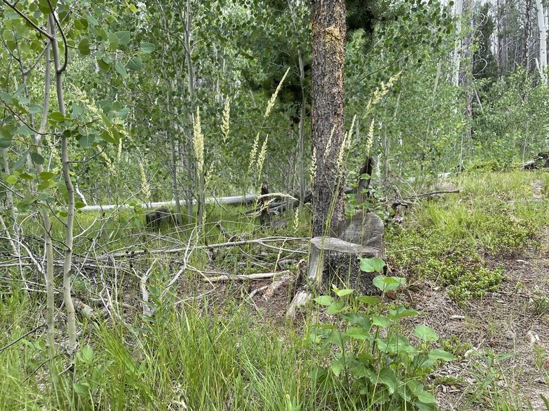 Calamagrostis rubescens, photographed by Matt Lavin