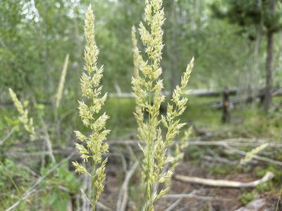 Calamagrostis rubescens, photographed by Matt Lavin