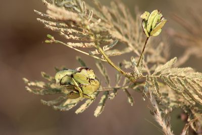 Desmanthus illinoensis, photographed by Clay