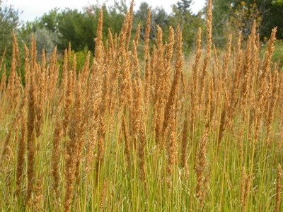 Calamagrostis stricta, photographed by Matt Lavin