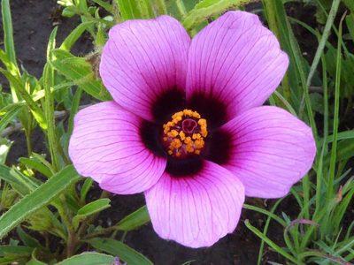 Hibiscus malacospermus, photographed by Andrew Hankey