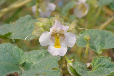 Proboscidea louisianica, photographed by Michelle W. （鍾偉瑋）