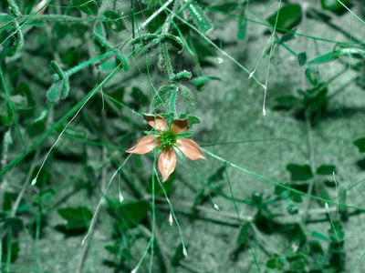 Mentzelia oligosperma, photographed by Michelle W. （鍾偉瑋）