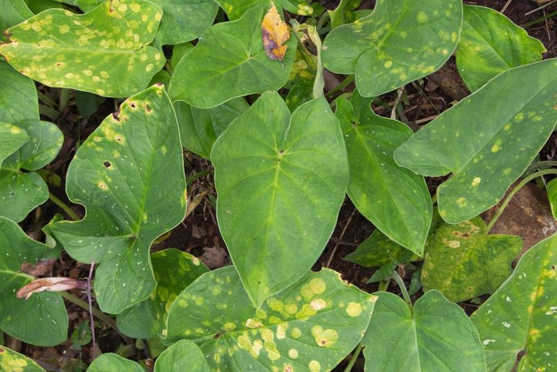 Xanthosoma mexicanum, photographed by Jake Rehage