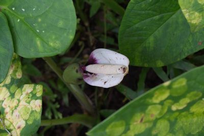 Xanthosoma mexicanum, photographed by Jake Rehage