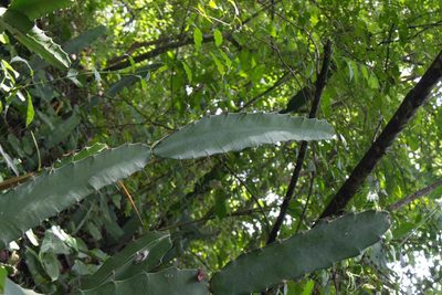 Acanthocereus tetragonus, photographed by Jake Rehage