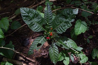 Psychotria tenuifolia, photographed by Jake Rehage