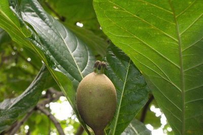 Genipa americana, photographed by Jake Rehage