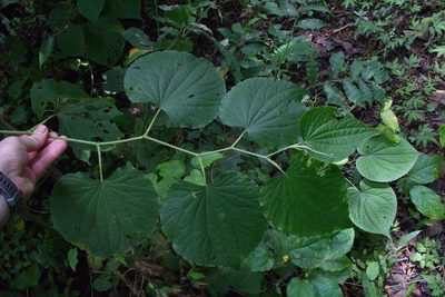 Piper marginatum, photographed by Jake Rehage
