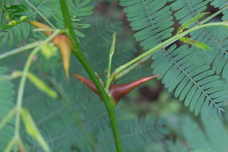 Vachellia collinsii, photographed by Jake Rehage