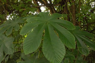 Cecropia peltata, photographed by Jake Rehage