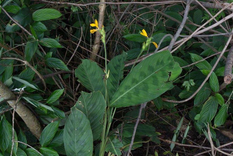 Goeppertia villosa, photographed by Jake Rehage