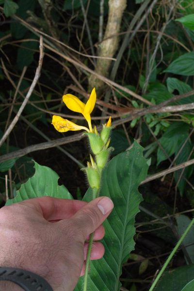 Goeppertia villosa, photographed by Jake Rehage
