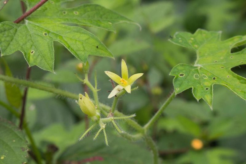 Gronovia scandens, photographed by Jake Rehage