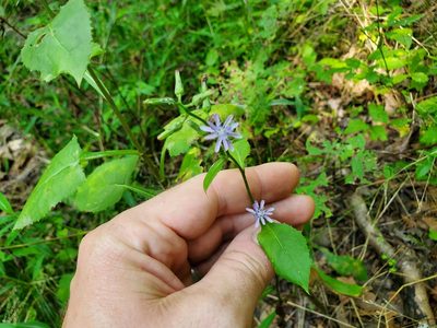 Lactuca floridana, photographed by Will Kuhn