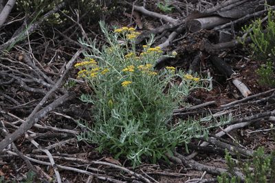 Helichrysum revolutum, photographed by Tony Rebelo