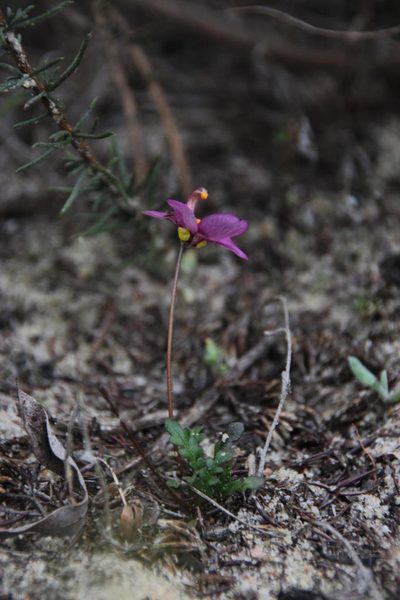 Diascia diffusa, photographed by Tony Rebelo