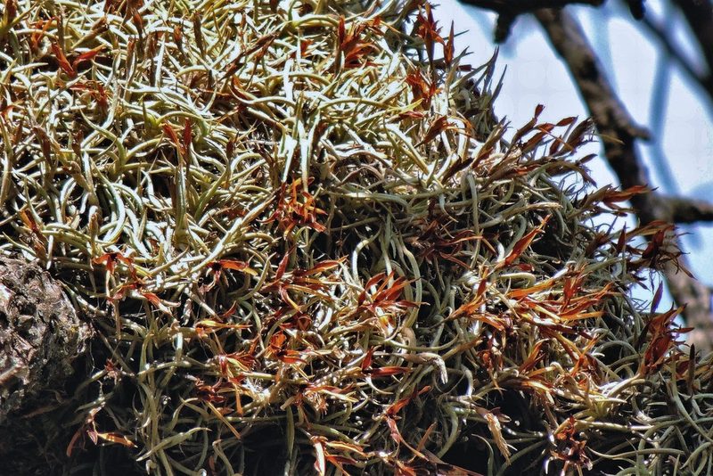 Tillandsia retorta, photographed by Hugo Hulsberg