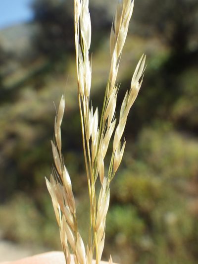Deschampsia elongata, photographed by Matt Lavin