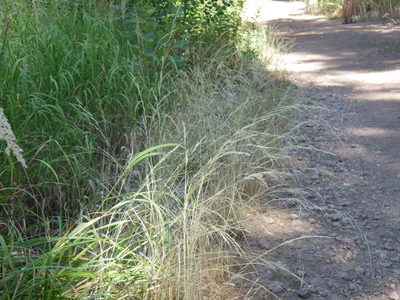 Deschampsia elongata, photographed by Matt Lavin