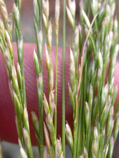Deschampsia elongata, photographed by Matt Lavin