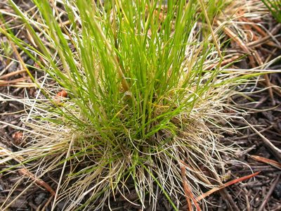 Deschampsia elongata, photographed by Matt Lavin