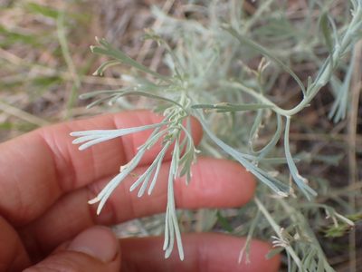 Artemisia tripartita, photographed by Ellyne Geurts