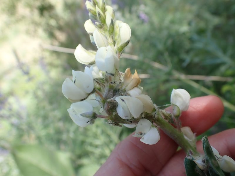 Lupinus sulphureus, photographed by Ellyne Geurts