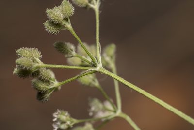 Torilis japonica, photographed by Eleftherios Katsillis
