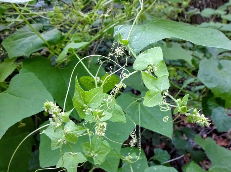Sicyosperma gracile, photographed by Andrew Tree