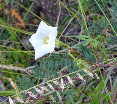 Ipomoea barbatisepala, photographed by Andrew Tree
