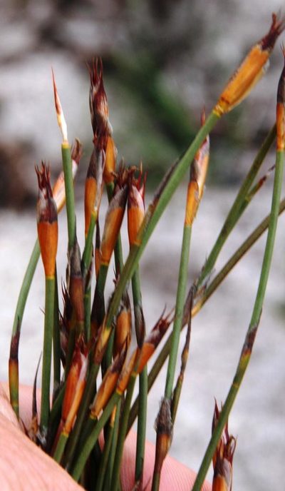 Willdenowia arescens, photographed by Tony Rebelo