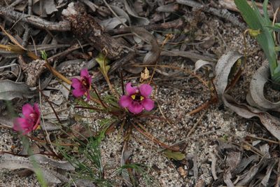 Diascia capensis, photographed by Tony Rebelo