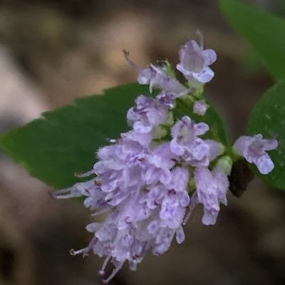 Cunila origanoides, photographed by Christopher Zacharias