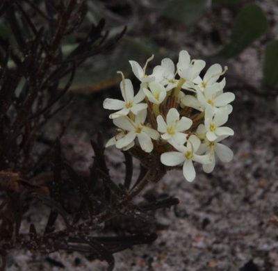 Polycarena capensis, photographed by Tony Rebelo