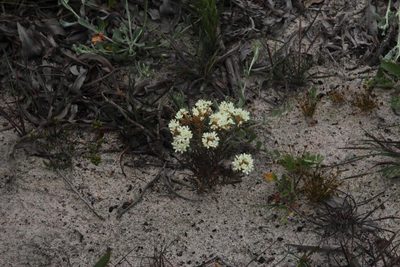 Polycarena capensis, photographed by Tony Rebelo