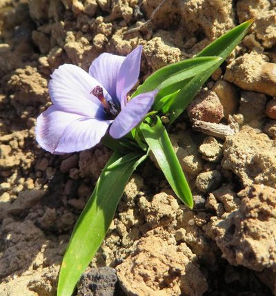 Moraea versicolor, photographed by linkie