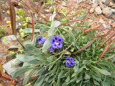 Aptosimum indivisum, photographed by Tim Kirsten