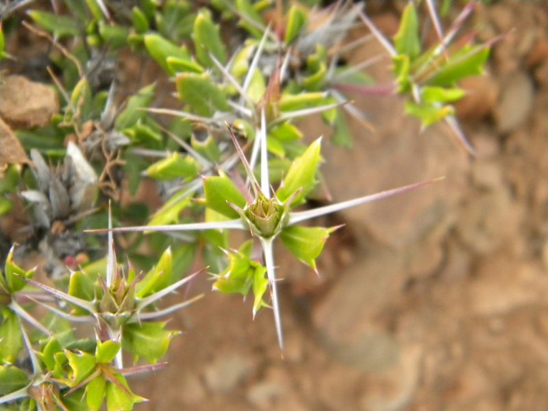 Blepharis inermis, photographed by Tim Kirsten