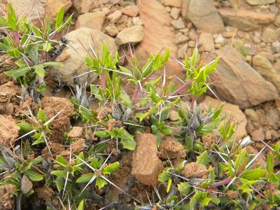 Blepharis inermis, photographed by Tim Kirsten