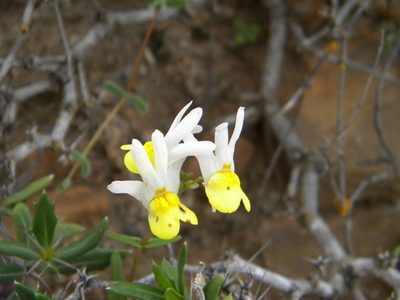 Nemesia anisocarpa, photographed by Tim Kirsten