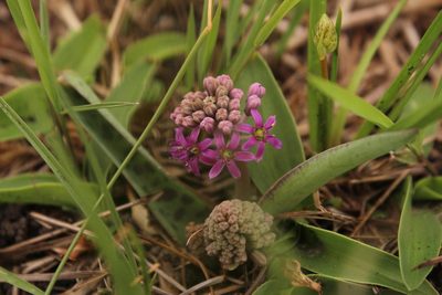 Ledebouria cooperi, photographed by Robert Taylor