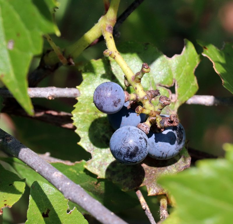 Vitis acerifolia, photographed by Catherine C. Galley