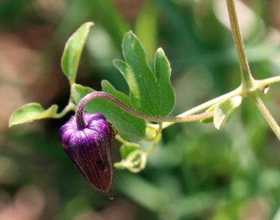 Clematis pitcheri, photographed by Catherine C. Galley