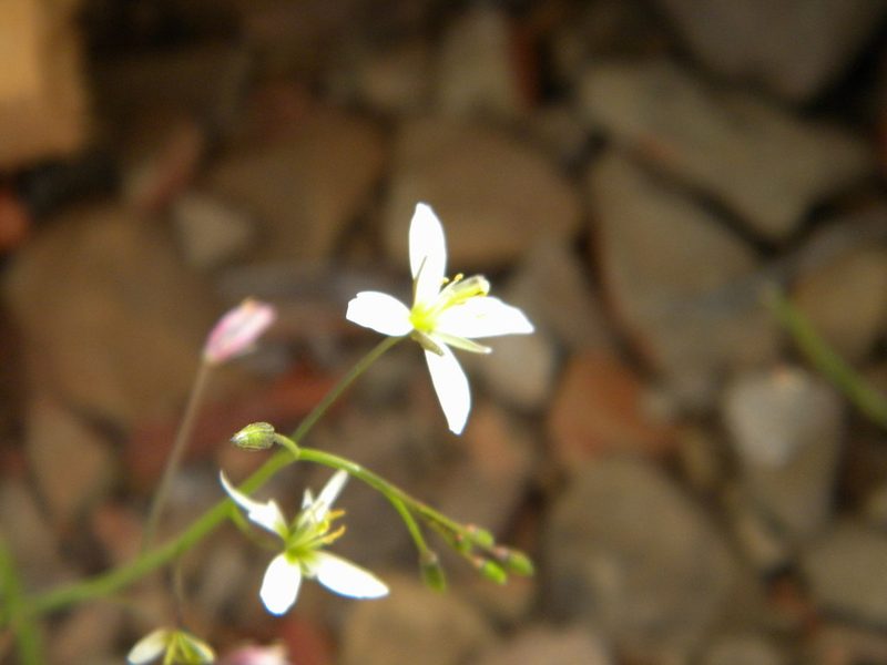 Heliophila pendula, photographed by Tim Kirsten